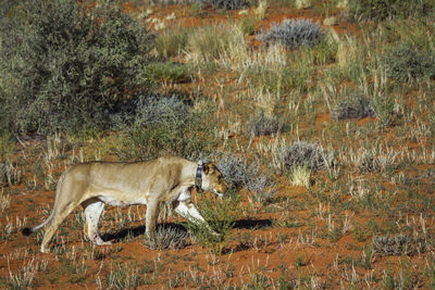 African lioness with tracking collar walking in kgalagadi transfrontier park, south africa