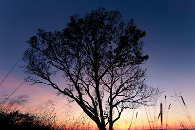 Low angle view of silhouette tree against sky at sunset