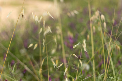 Close-up of flowering plants on field