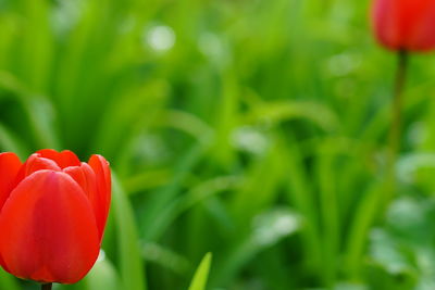 Close-up of red tulip