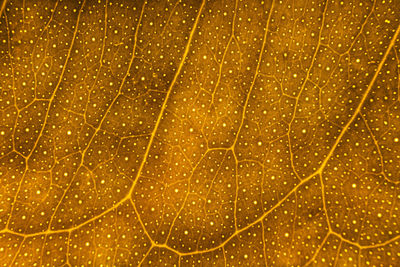 Full frame shot of wet yellow leaf