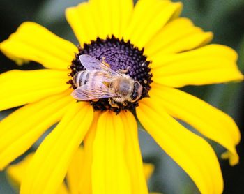 Close-up of bee on yellow flower