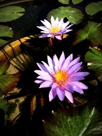 Close-up of lotus water lily