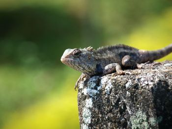 Close-up of lizard on rock