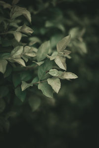 Close-up of white flowering plant