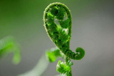 Beautyful ferns leaves green foliage natural floral fern background in sunlight.