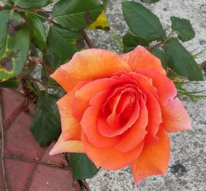 Close-up of red flower