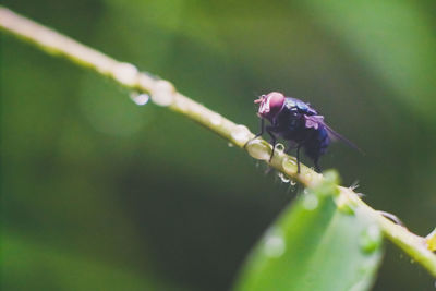 Close-up of insect on plant