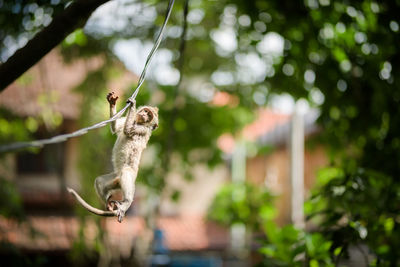 Young playful macaque monkey hangs from wire in balinese hindu temple, ubud forest, bali, indonesia