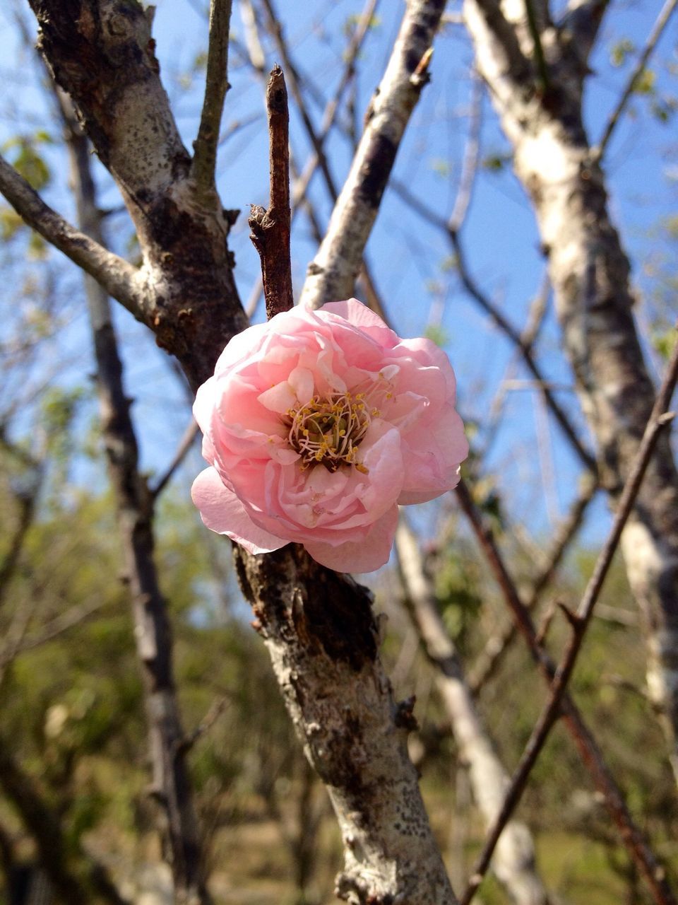 flower, petal, freshness, fragility, flower head, branch, growth, beauty in nature, focus on foreground, close-up, blossom, single flower, nature, blooming, pink color, tree, pollen, in bloom, stamen, springtime