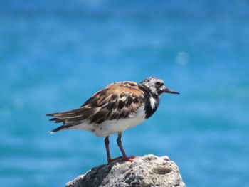 Close-up of bird perching on shore