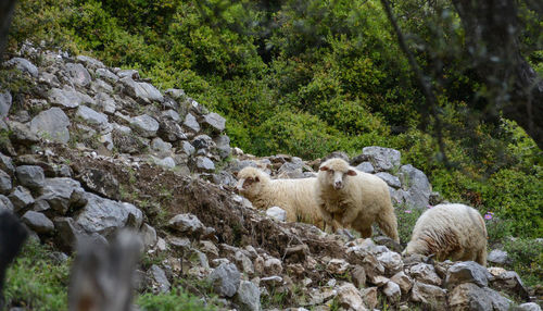 View of sheep on rocks