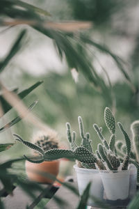 Cactus in white pot on light sunset nature of various cactus plants in different pots.