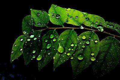 Close-up of water drops on leaf