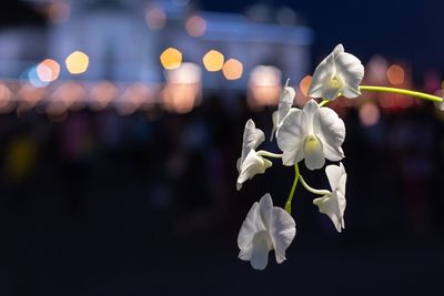 Close-up of white flowering plant