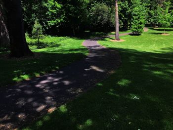 Shadow of tree on grassy field