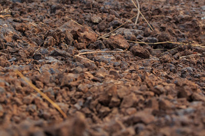 Full frame shot of dry leaf on land