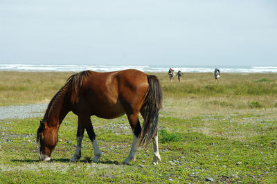 Horses grazing in a field