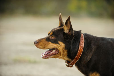 Close-up of dog