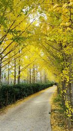 Road amidst trees during autumn