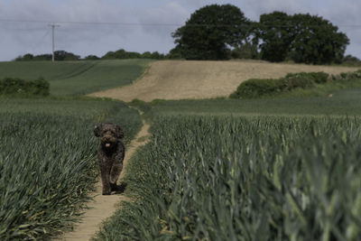 View of dog on field