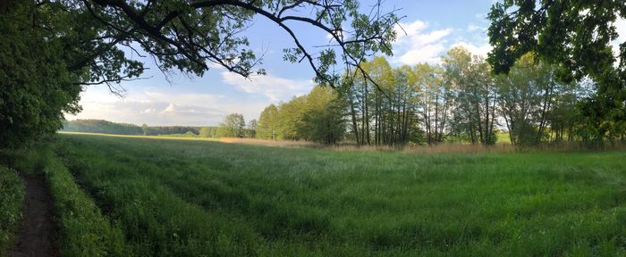 Scenic view of field against sky