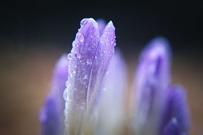 Close-up of wet purple crocus flower