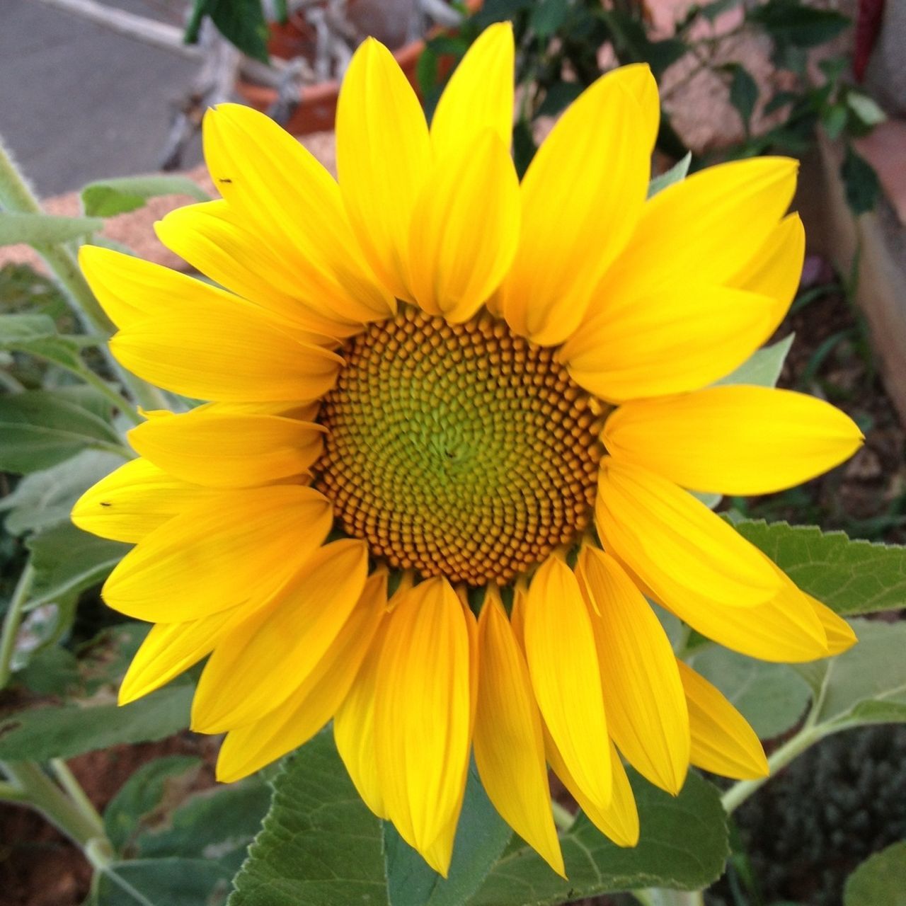 flower, petal, freshness, yellow, flower head, fragility, growth, beauty in nature, close-up, pollen, focus on foreground, blooming, plant, nature, in bloom, single flower, park - man made space, day, sunflower, outdoors