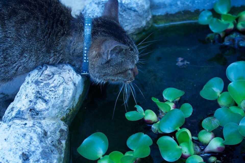 animal themes, one animal, animals in the wild, underwater, wildlife, swimming, sea life, water, fish, undersea, aquarium, animals in captivity, sea, close-up, rock - object, zoology, nature, two animals, beauty in nature, blue