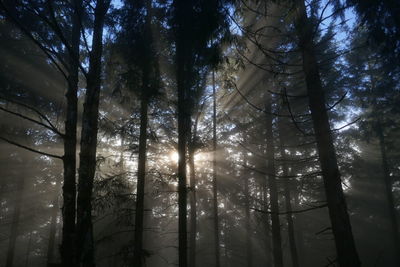 Low angle view of sunlight streaming through trees in forest