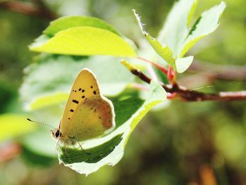 Close-up of butterfly on plant