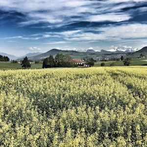 Scenic view of field against sky