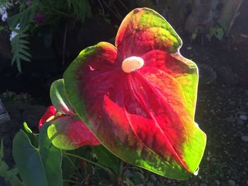 Close-up of red hibiscus blooming outdoors
