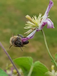 Close-up of bee on flower