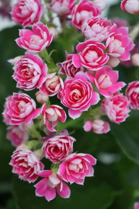 Close-up of pink roses