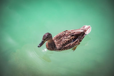 Side view of a duck swimming in lake