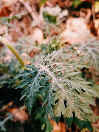 Close-up of plant growing on field