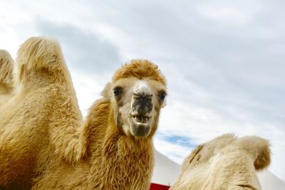 Close-up of a sheep against sky