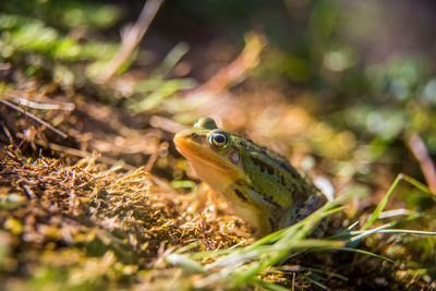 A beautiful common green water frog enjoying sunbathing in a natural habitat at the forest pond. 