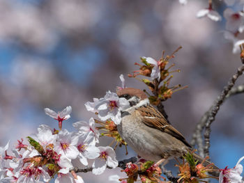 Close-up of insect on cherry blossom