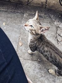 High angle view of cat sitting on footpath