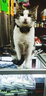Cat sitting on floor