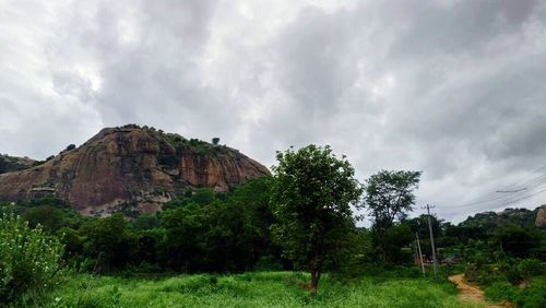 Panoramic view of trees on landscape against sky