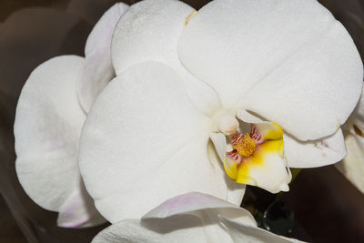 Close-up of flower blooming outdoors