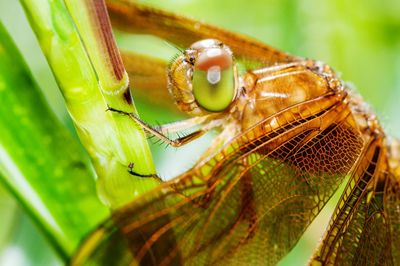 Close-up of insect on leaf