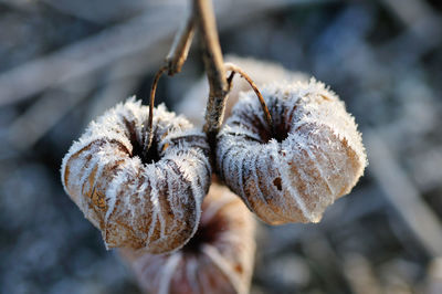 Close-up of frost on dried winter cherry