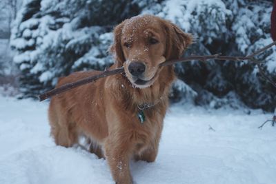 Dog on field during winter