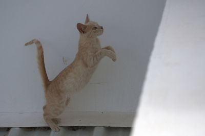Cat against wall