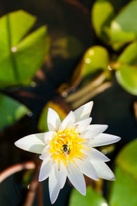 Close-up of insect on white flower