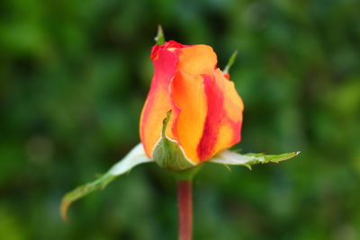 Close-up of red flower blooming outdoors